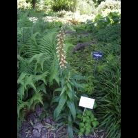 Digitale - Digitalis Laevigata (01)